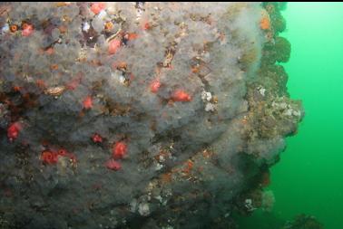 tunicates on second dive