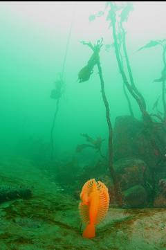 SEA PEN