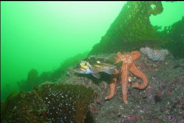 COPPER ROCKFISH AND SEASTARS