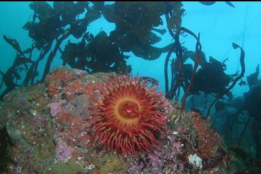 fish-eating anemone