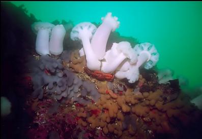 CRAB UNDER PLUMOSE ANEMONES