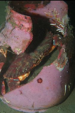 CRAB IN BROKEN JAR