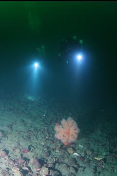 PLUMOSE ANEMONE