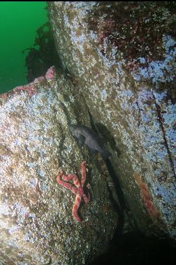 black rockfish and seastar in crack