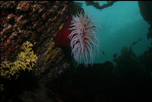FISH-EATING ANEMONE AND STAGHORN BRYOZOAN