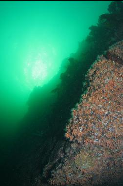 zoanthids on deeper reef