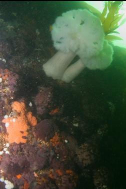 plumose anemones in shallows