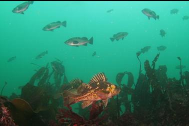 copper and black rockfish