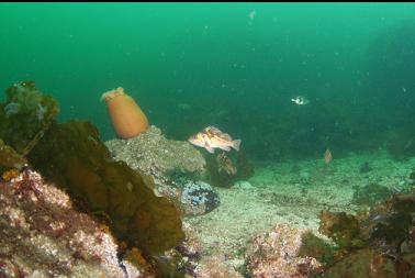 rockfish in shallows