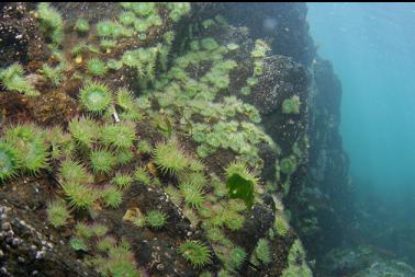 anemones under boat