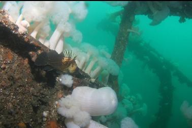 quillback rockfish next to rail