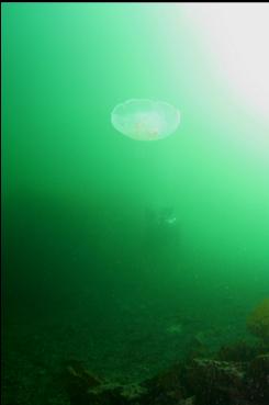 MOON JELLY