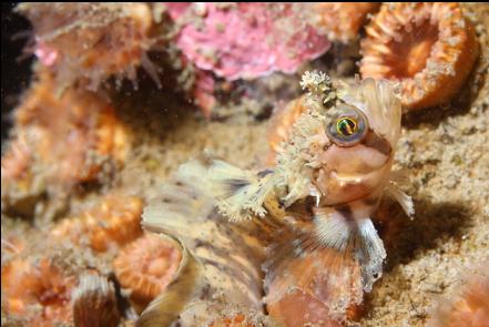 decorated warbonnet