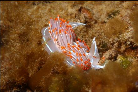 opalescent nudibranch