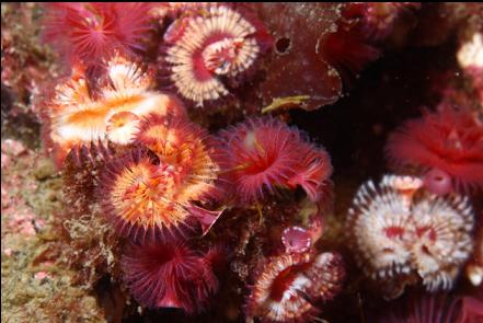 tube worms