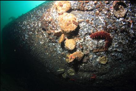 mostly-empty scallop shells under an overhang