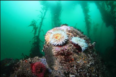 fish-eating anemones