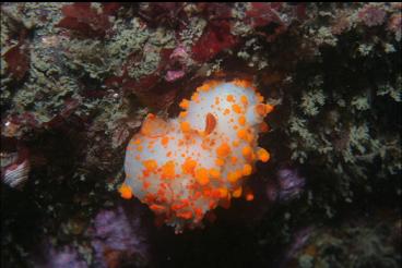 CLOWN NUDIBRANCH UNDER OVERHANG