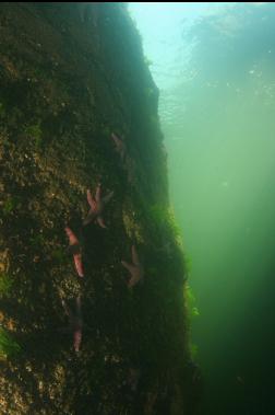 SEASTARS IN SHALLOWS