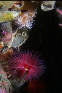 TUBE WORMS