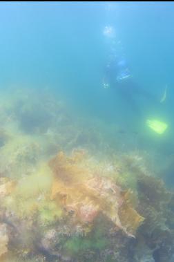 in shallows