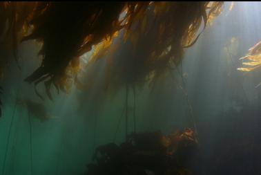 kelp forest