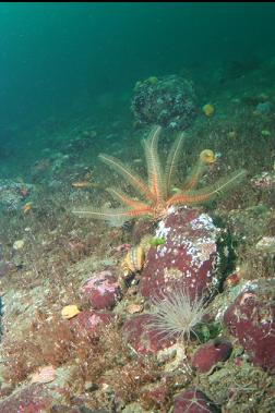 feather star in channel