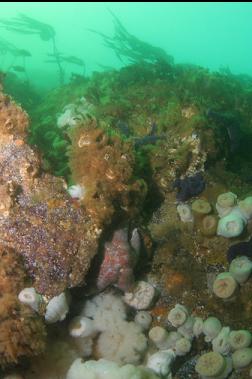 anemones in shallows