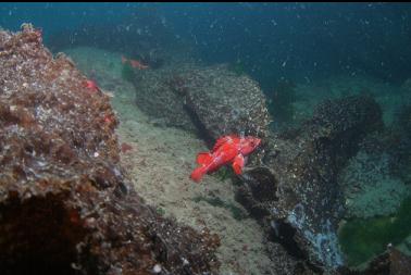 vermilion rockfish