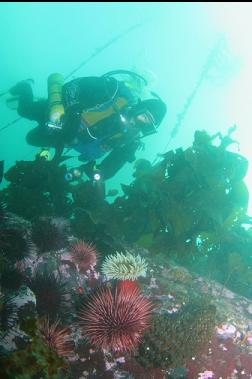 fish-eating anemone and urchins