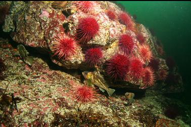 rockfish and urchins