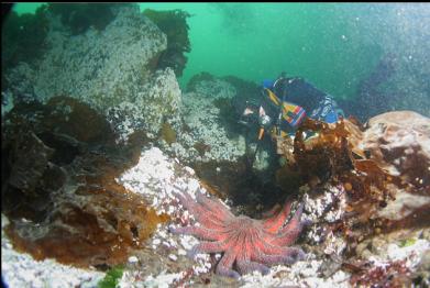 sunflower star