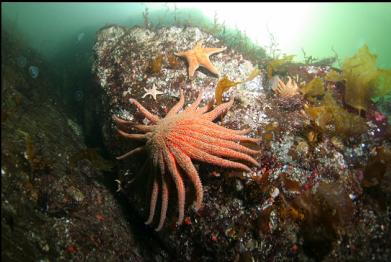 seastars in shallows