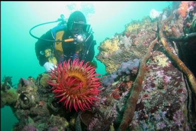 fish-eating anemone