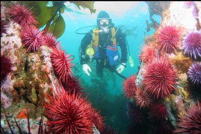 urchins