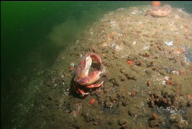 red rock crab on deeper, silty slope