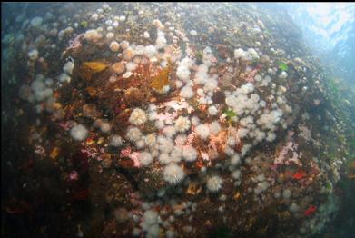 small anemones on shallow wall