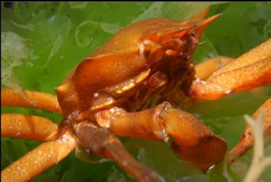 kelp crab