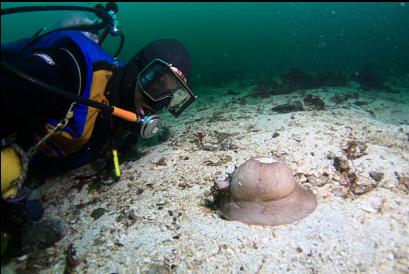 moon snail