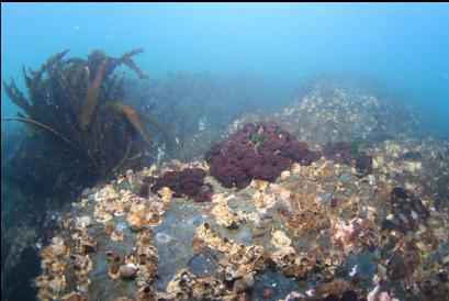 feather duster worms