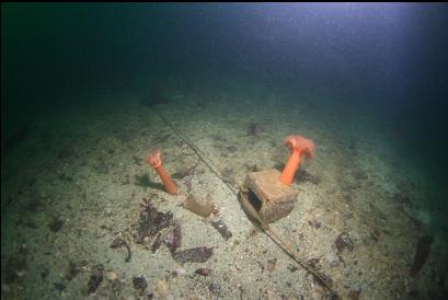 guide rope leading from reef to North side of dock