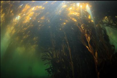 under the kelp