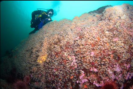 zoanthid-covered boulder