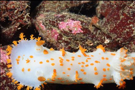 clown nudibranch