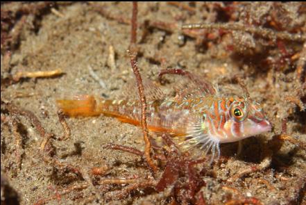 longfin sculpin