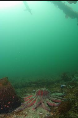 SUNFLOWER STAR UNDER DOCK