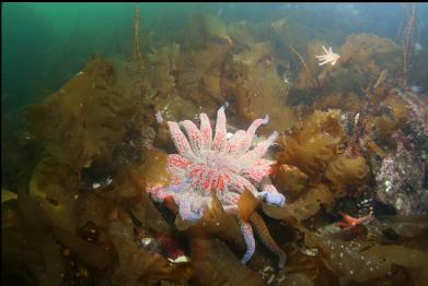 rare, seldom seen sunflower star