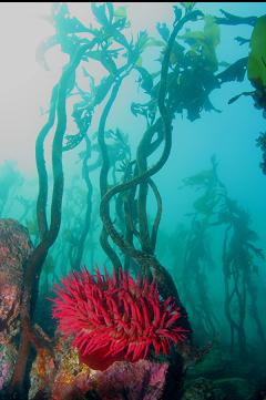 FISH-EATING ANEMONE