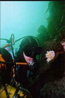 ALABASTER NUDIBRANCH