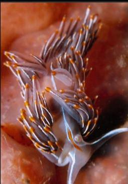 opalescent nudibranch